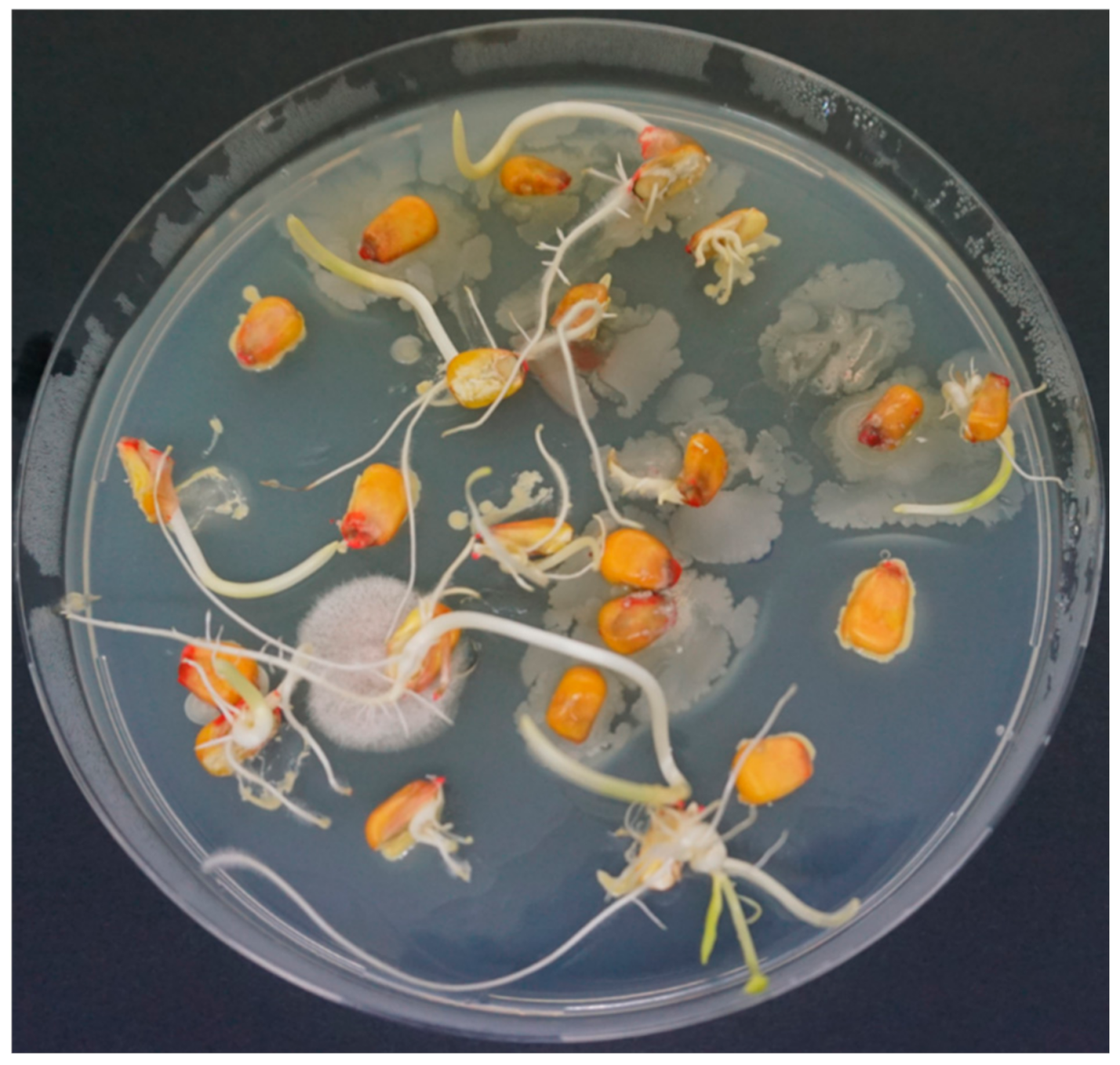 Agronomy 11 00965 g001