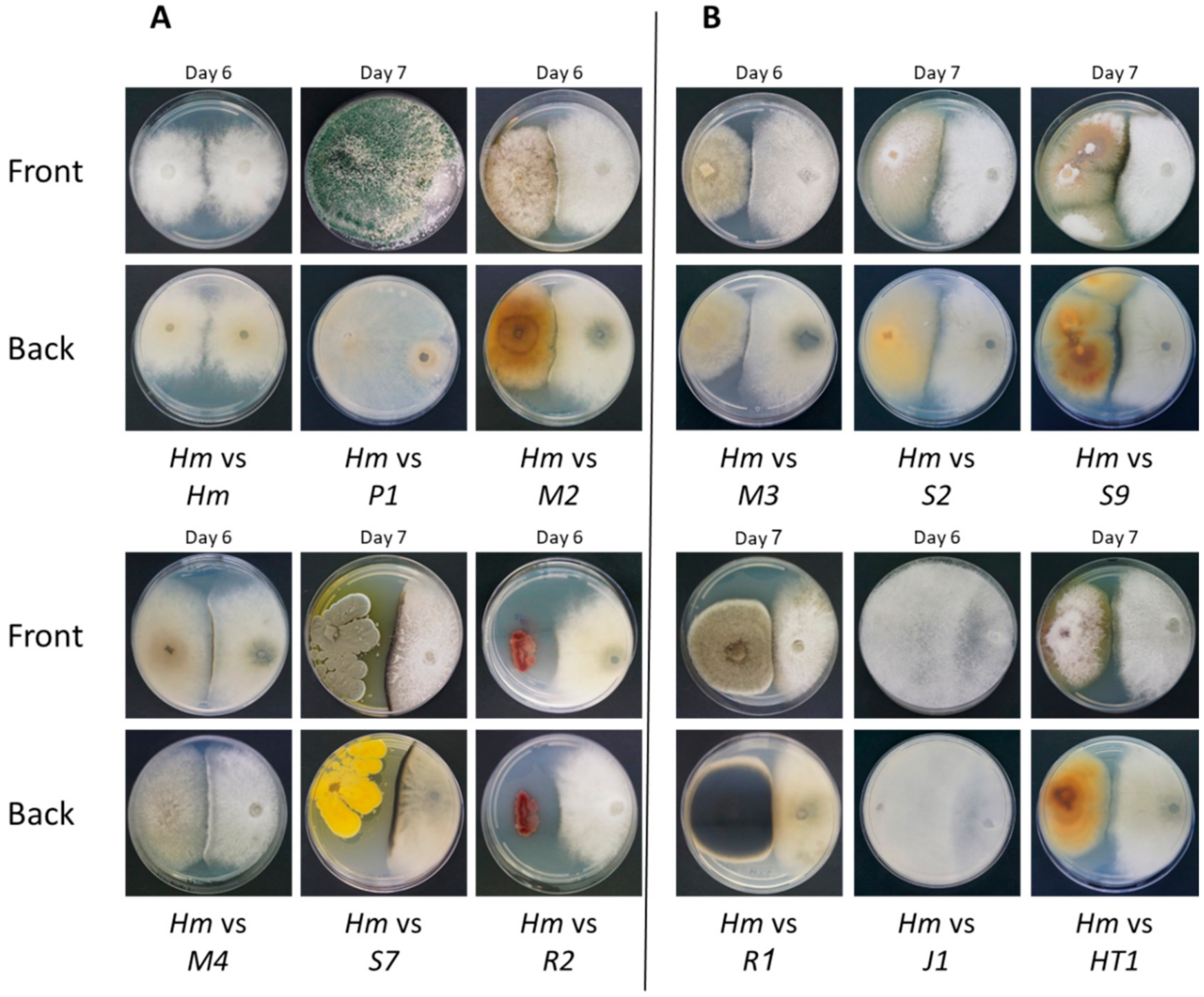 Agronomy 11 00965 g002