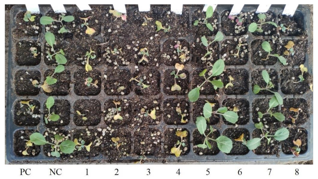 Agronomy 11 00982 g005