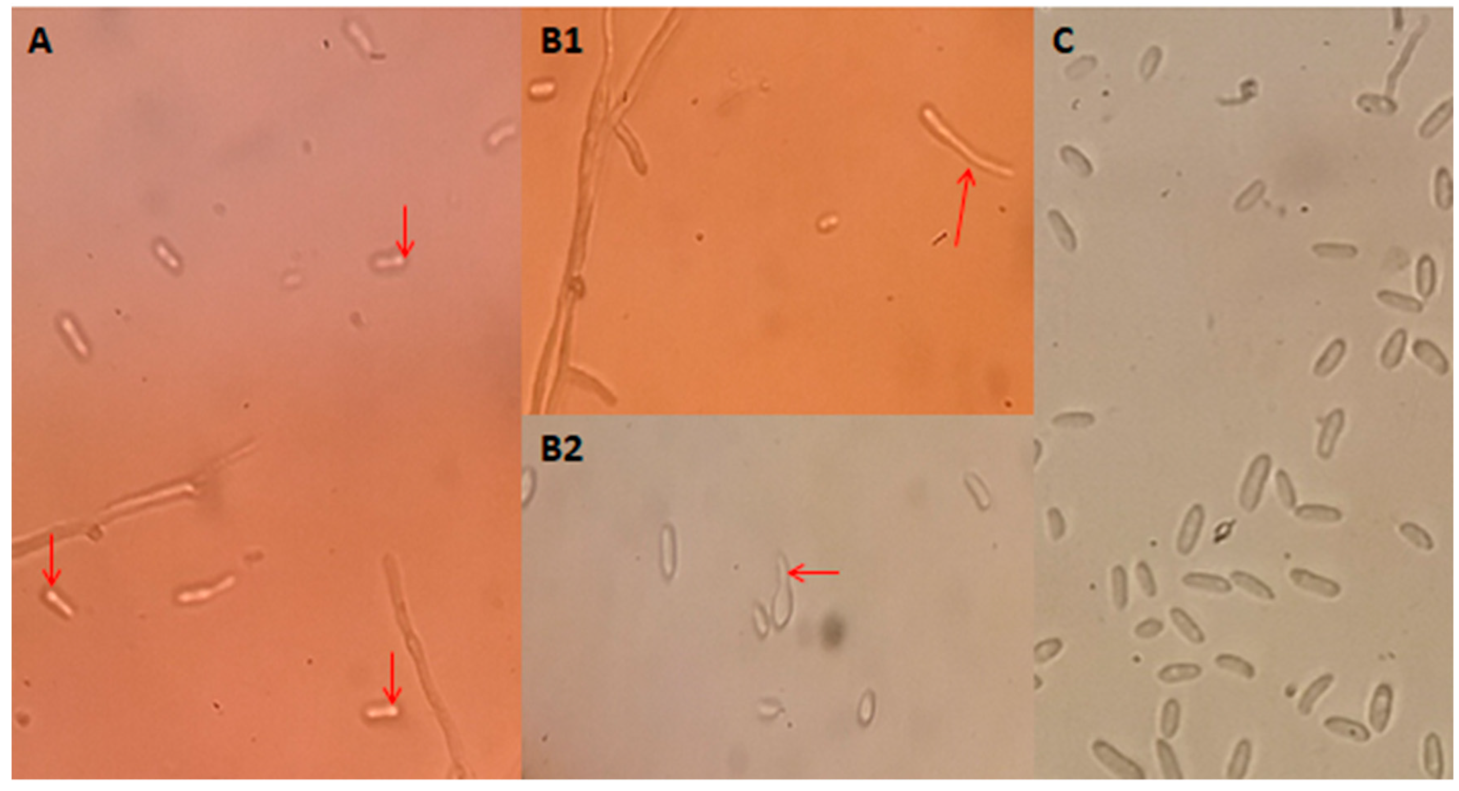 Agronomy 11 00985 g004