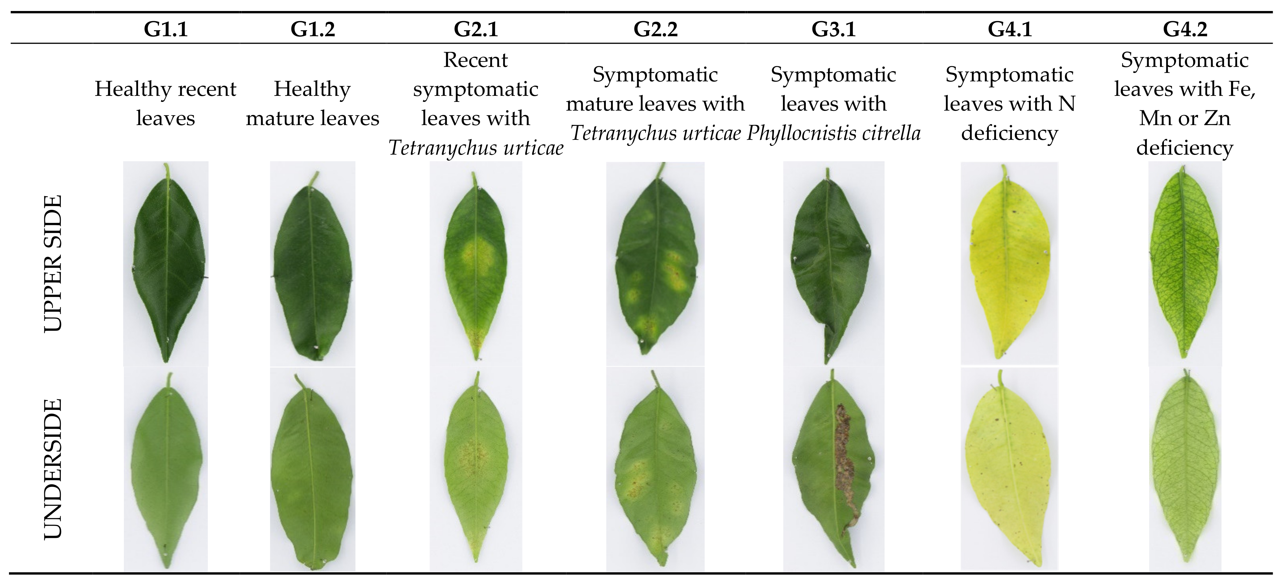 Agronomy 11 01002 g001