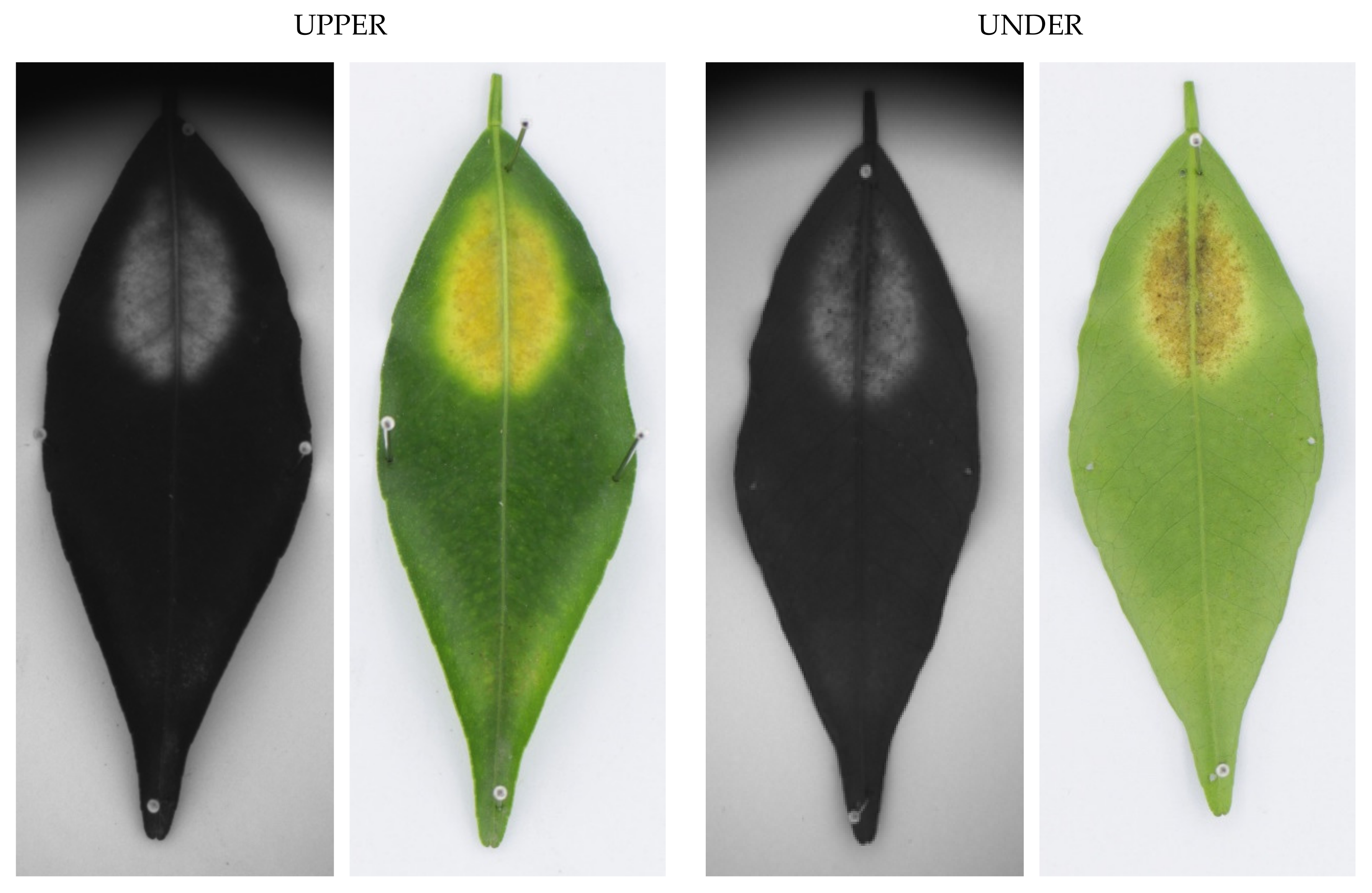 Agronomy 11 01002 g002