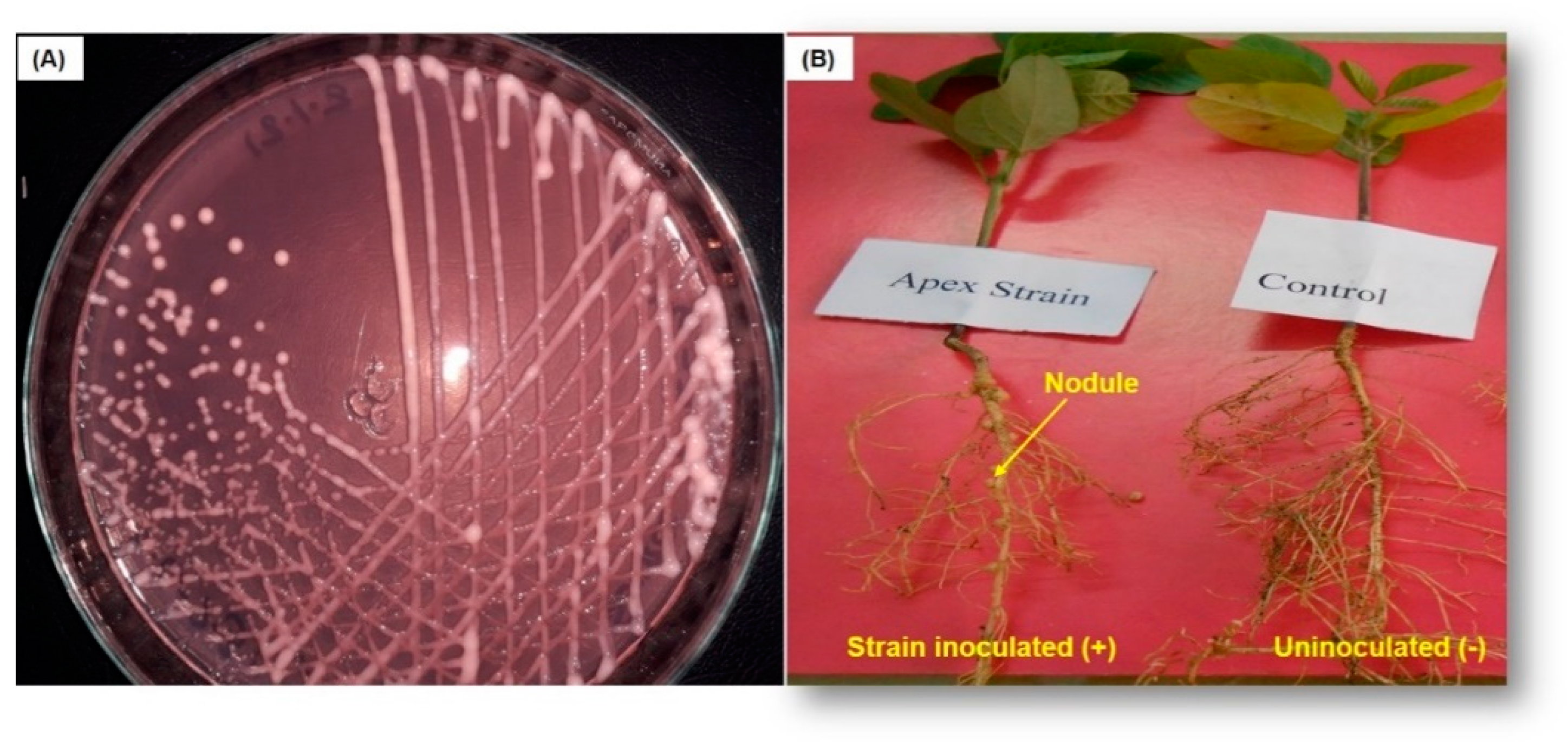 Agronomy 11 01009 g001 Agronomy 11 01009 g001