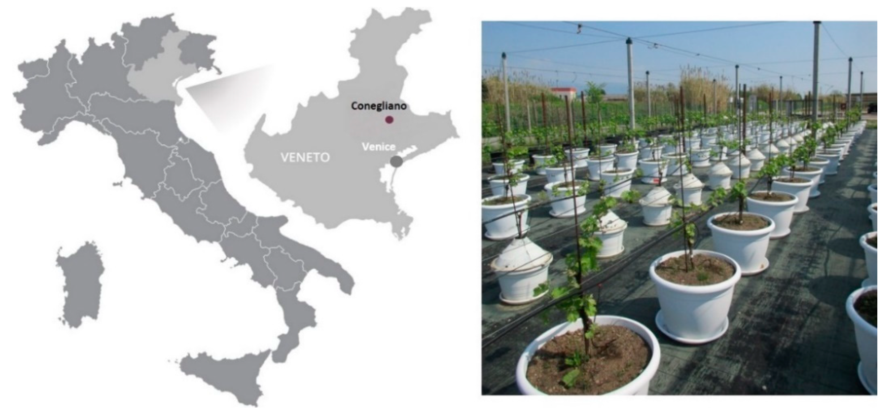 Agronomy 11 01026 g001