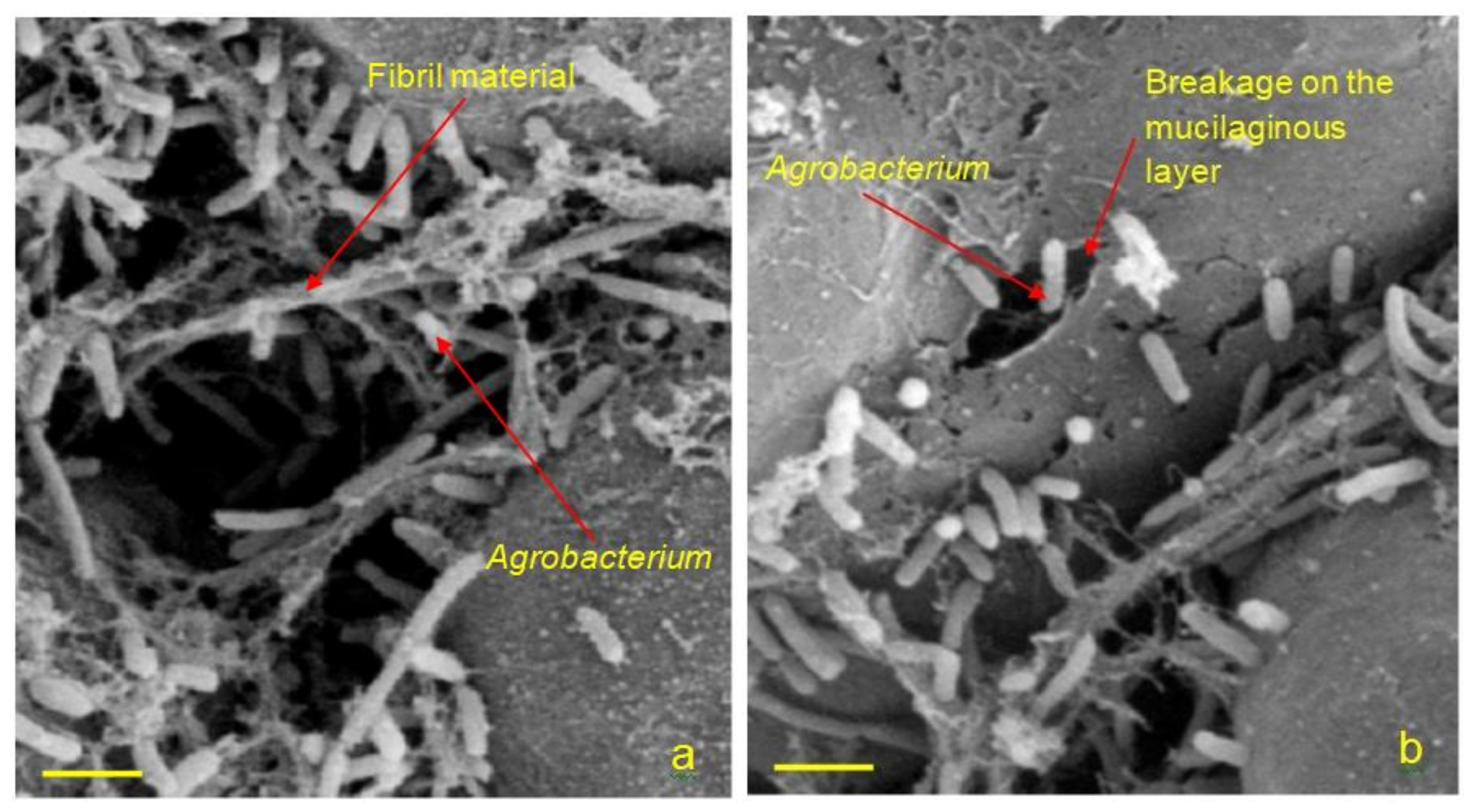 Agronomy 11 01072 g002 Agronomy 11 01072 g002
