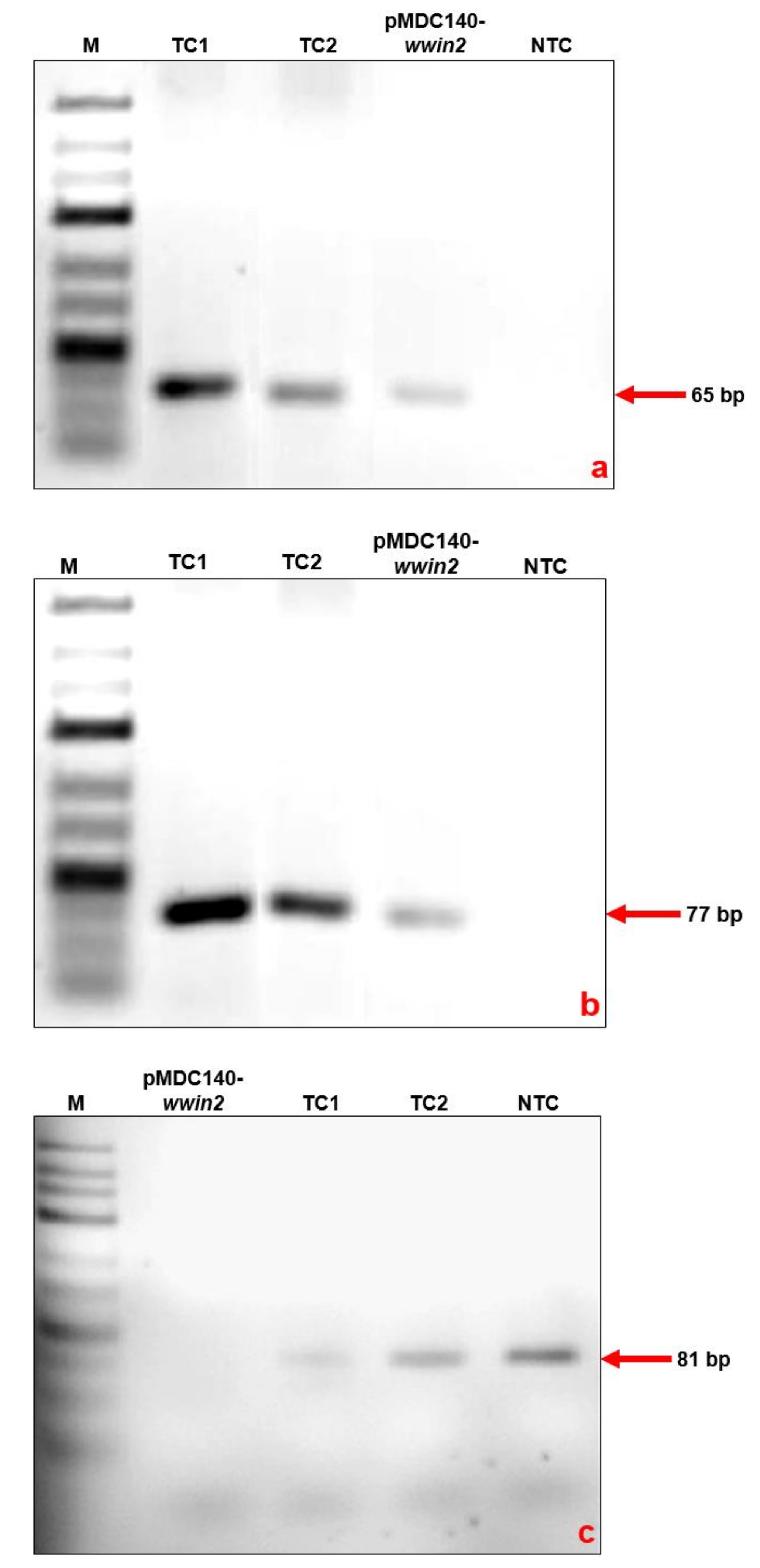 Agronomy 11 01072 g004 Agronomy 11 01072 g004