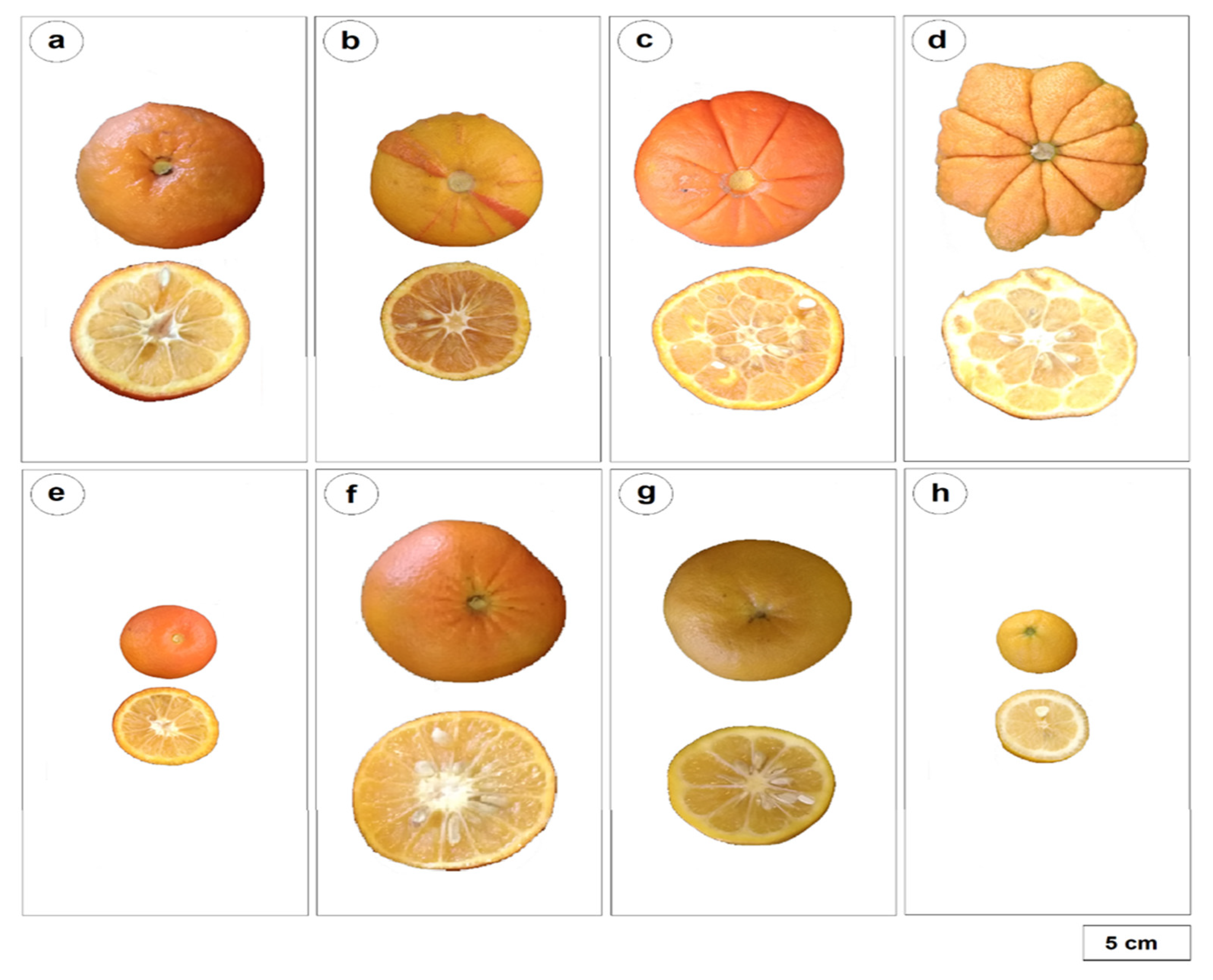Agronomy 11 01084 g003