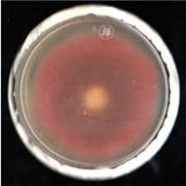 Agronomy 11 01098 i001 Agronomy 11 01098 i001