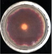 Agronomy 11 01098 i003 Agronomy 11 01098 i003