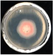 Agronomy 11 01098 i004 Agronomy 11 01098 i004