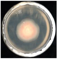 Agronomy 11 01098 i005 Agronomy 11 01098 i005