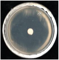 Agronomy 11 01098 i008 Agronomy 11 01098 i008