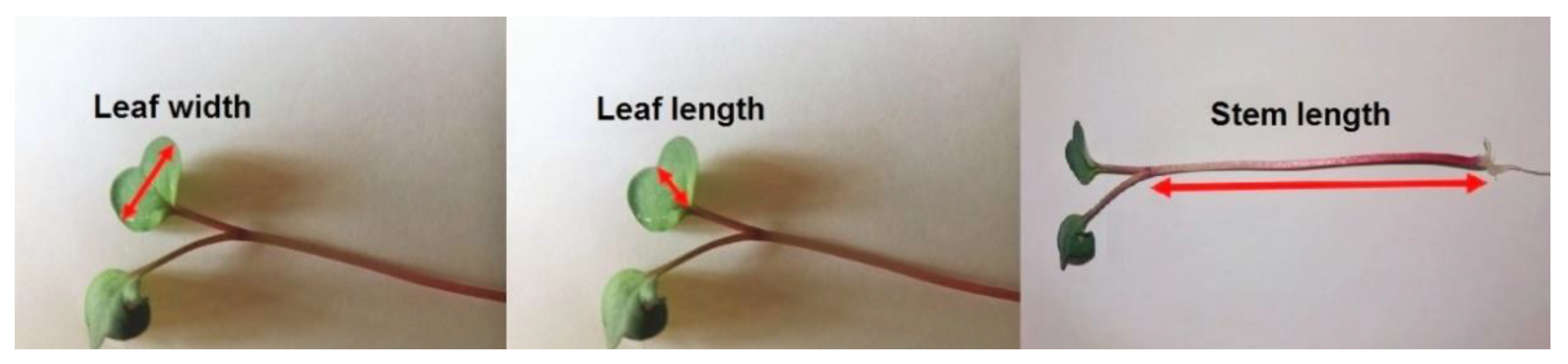 Agronomy 11 01110 g001