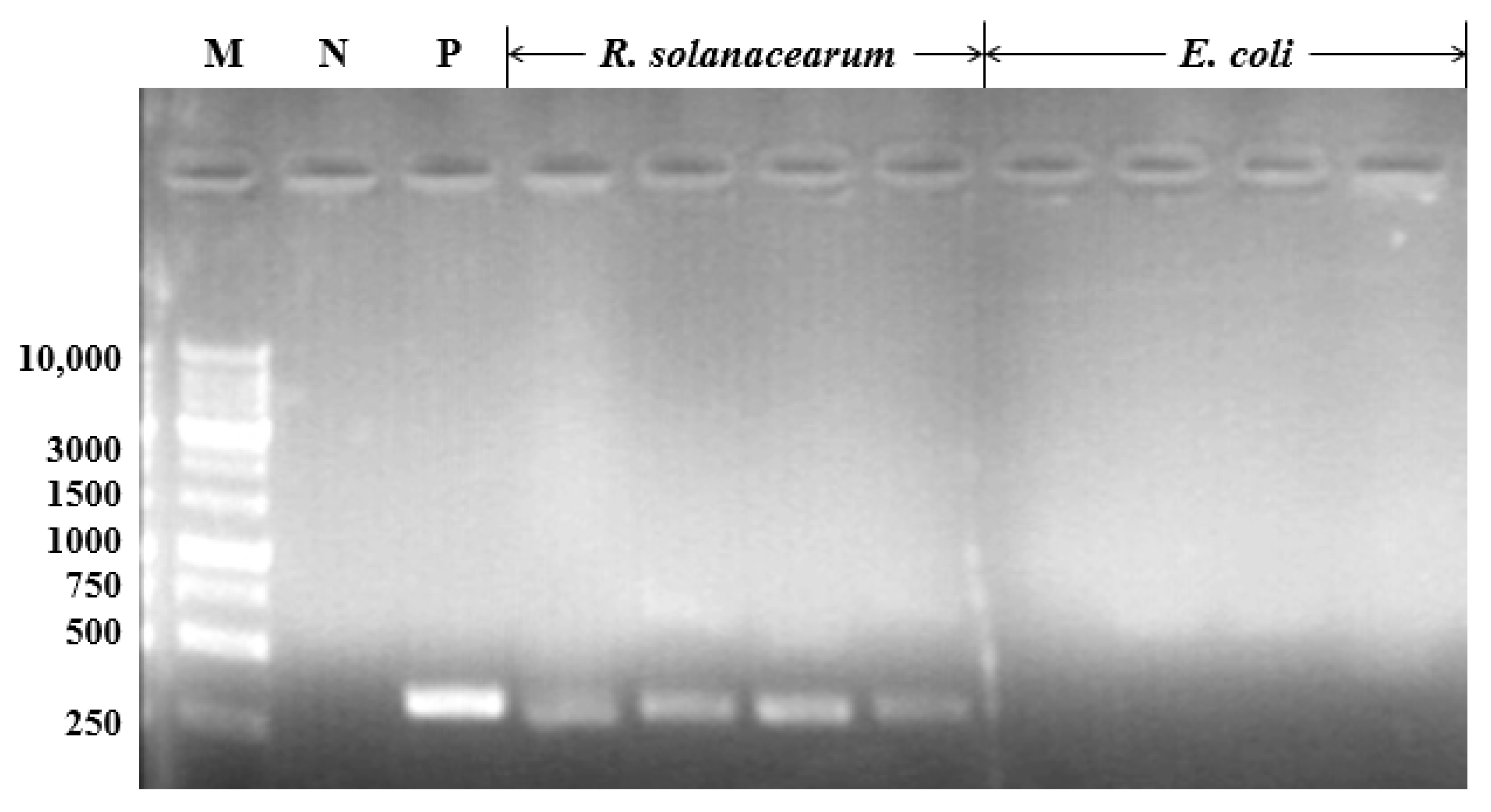 Agronomy 11 01159 g001