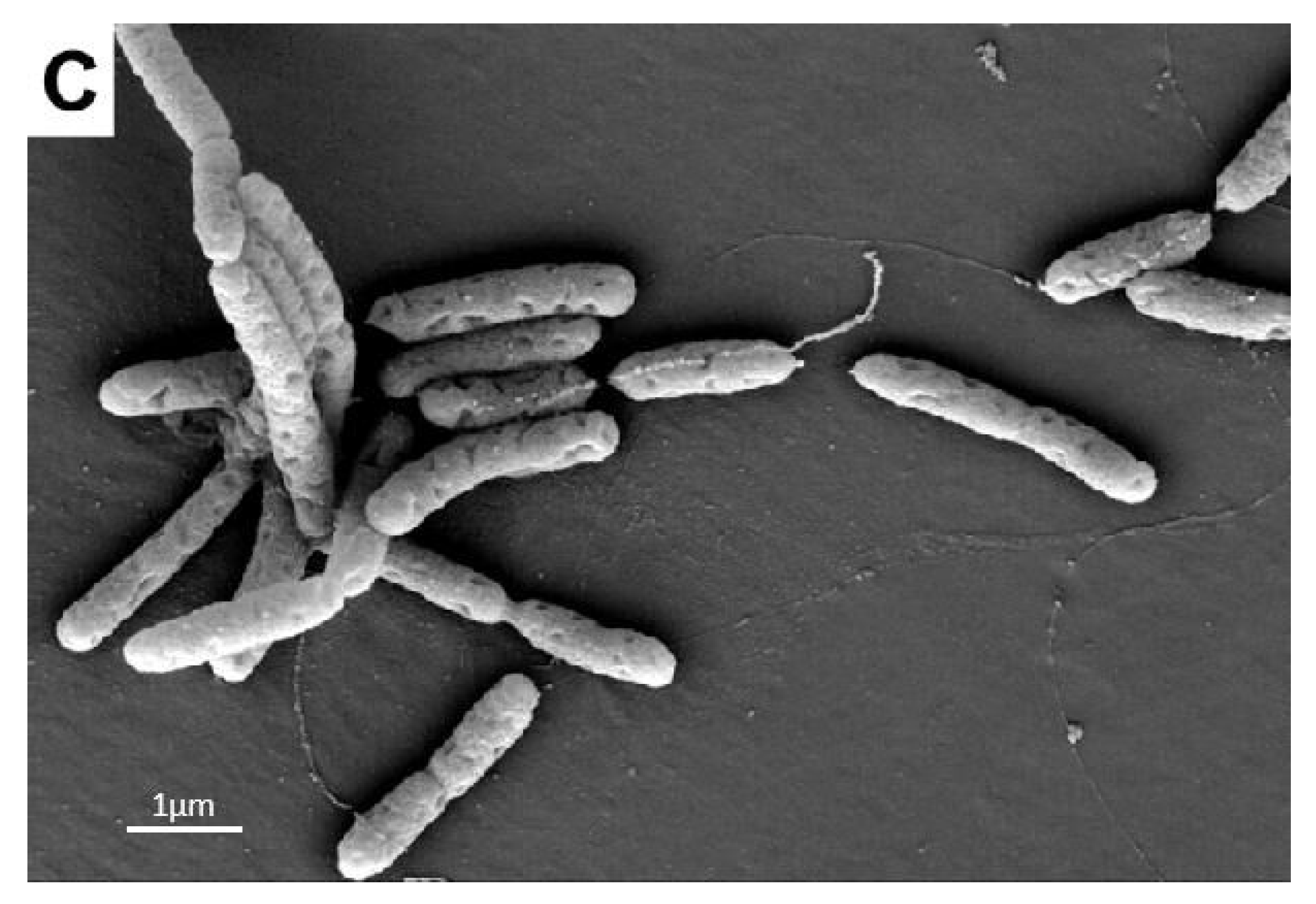 Agronomy 11 01159 g007b