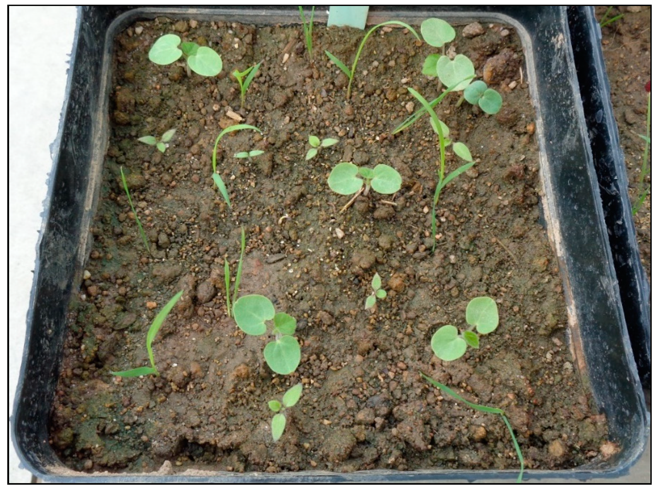 Agronomy 11 01161 g002