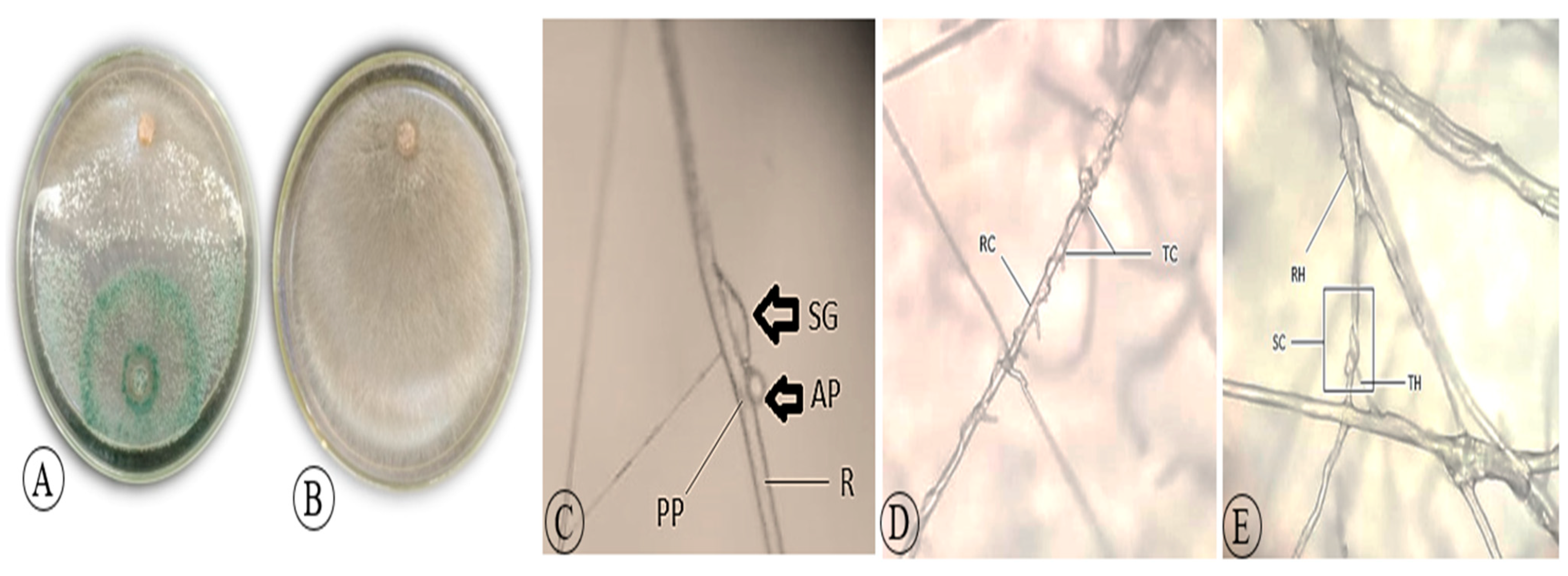 Agronomy 11 01162 g003