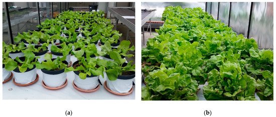 Agronomy 11 01175 g0a2