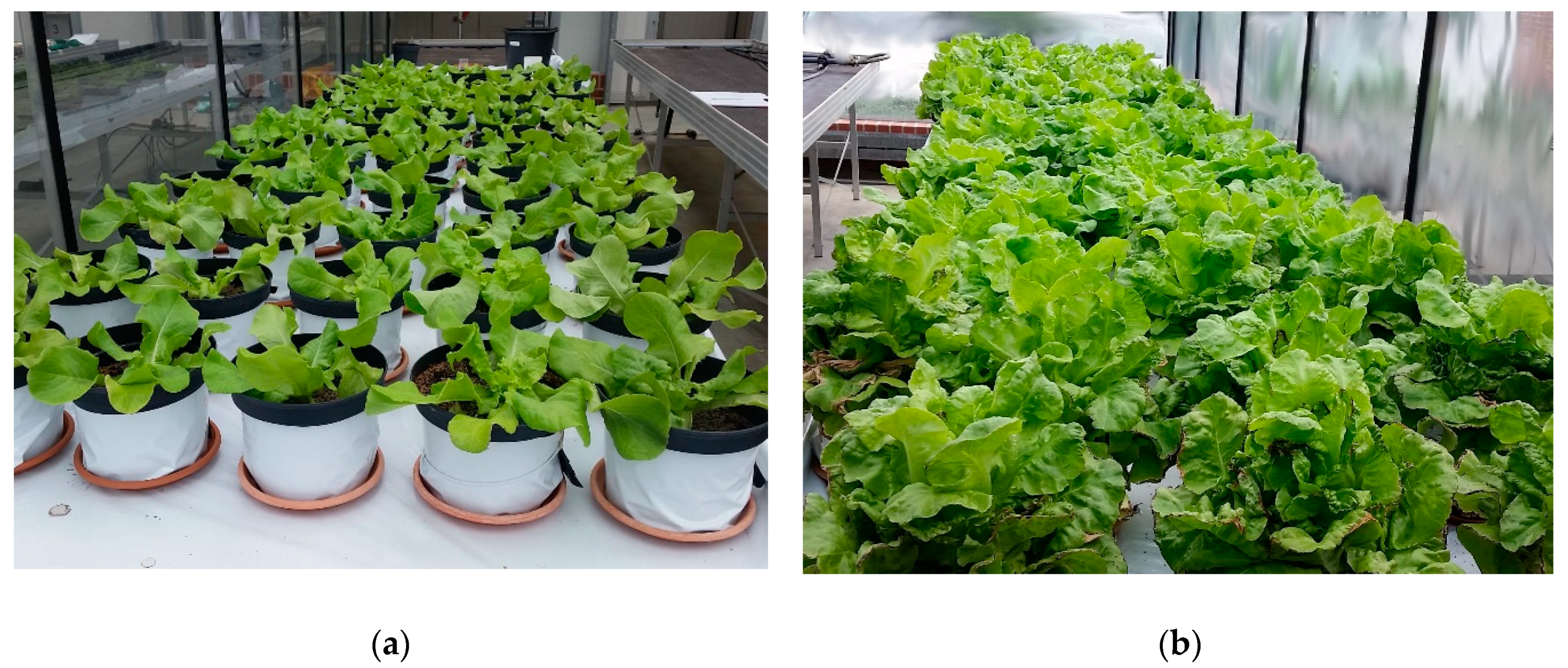 Agronomy 11 01175 g0a2