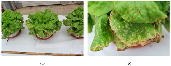 Agronomy 11 01175 g0a3