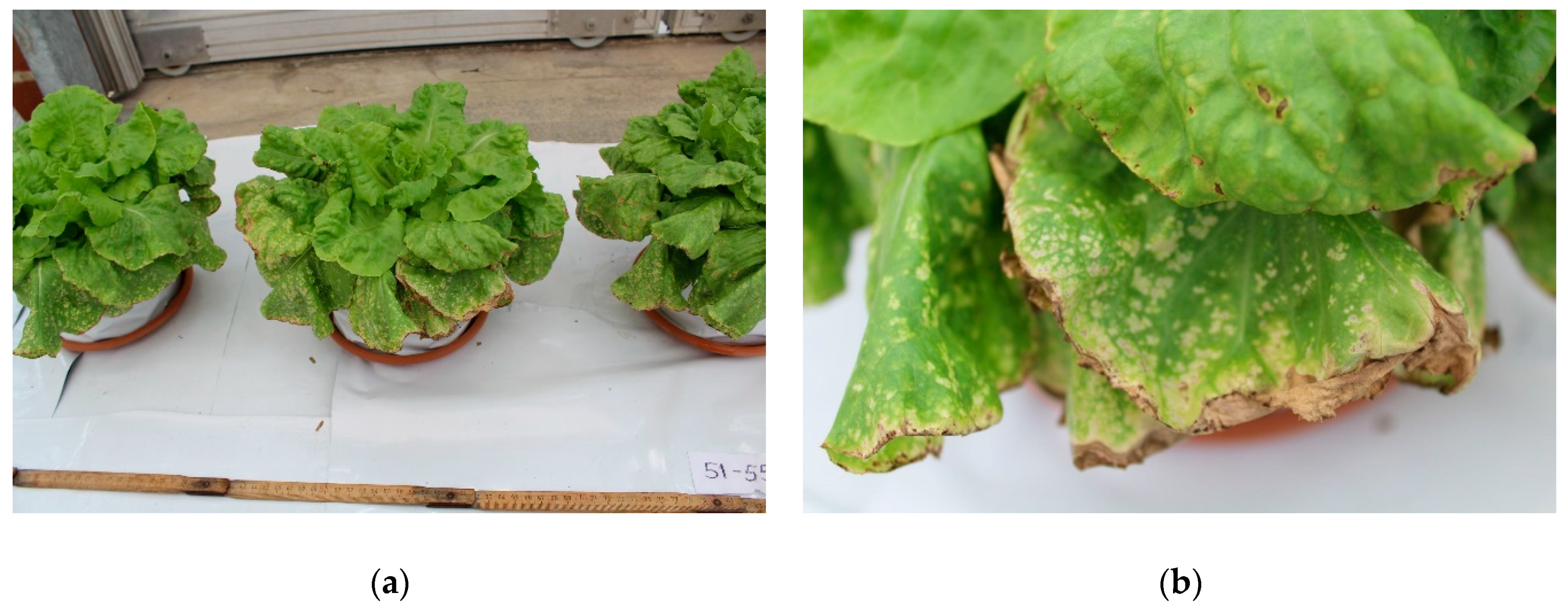 Agronomy 11 01175 g0a3