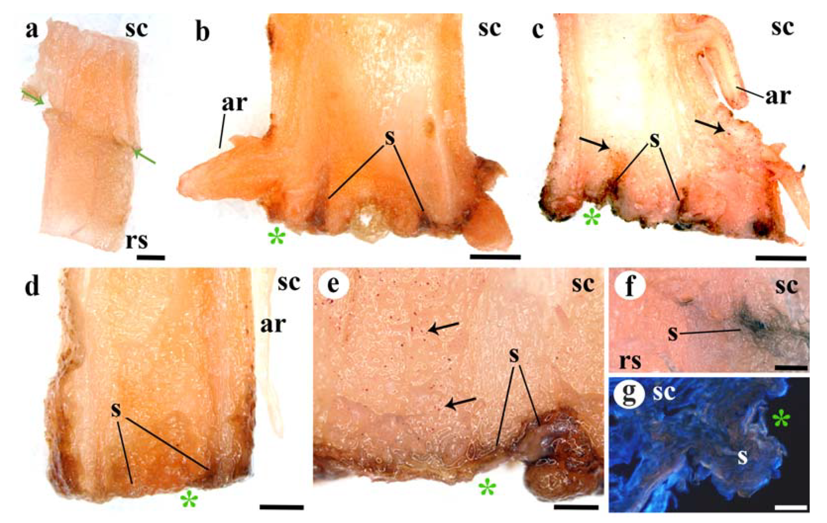 Agronomy 11 01197 g005