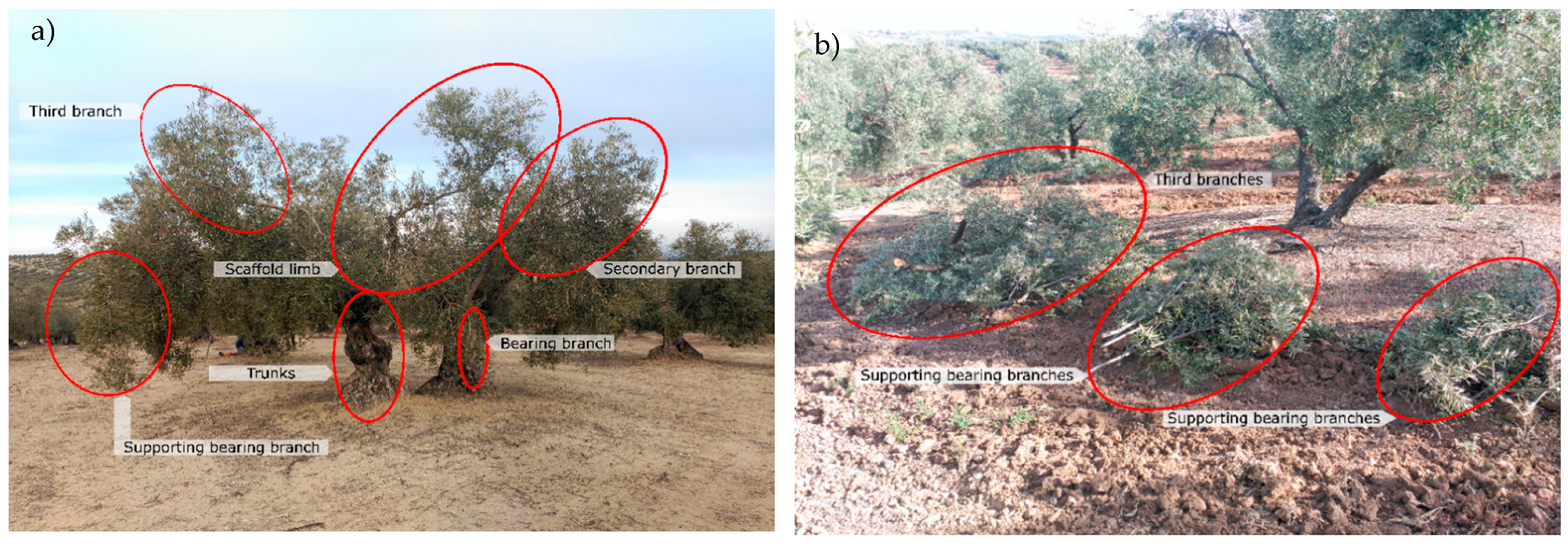 Agronomy 11 01209 g001