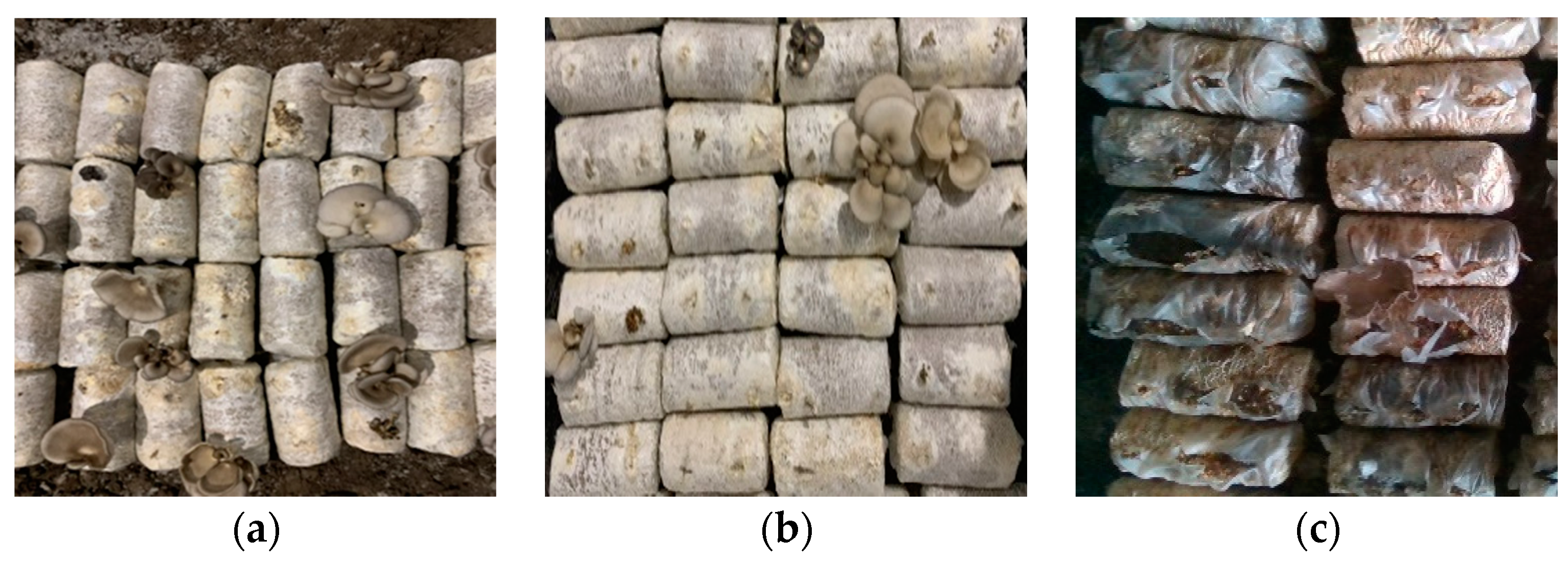 Agronomy 11 01210 g002