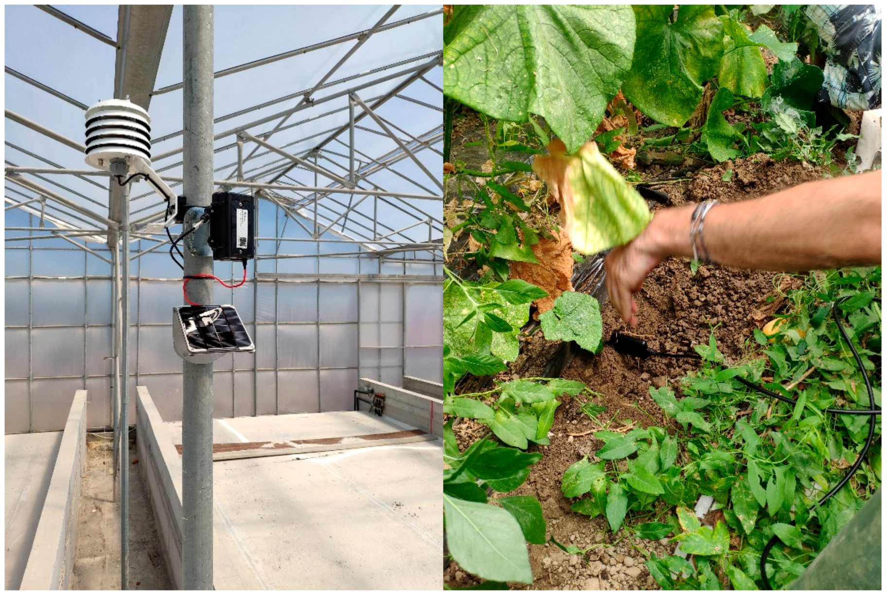 Agronomy 11 01227 g003 Agronomy 11 01227 g003