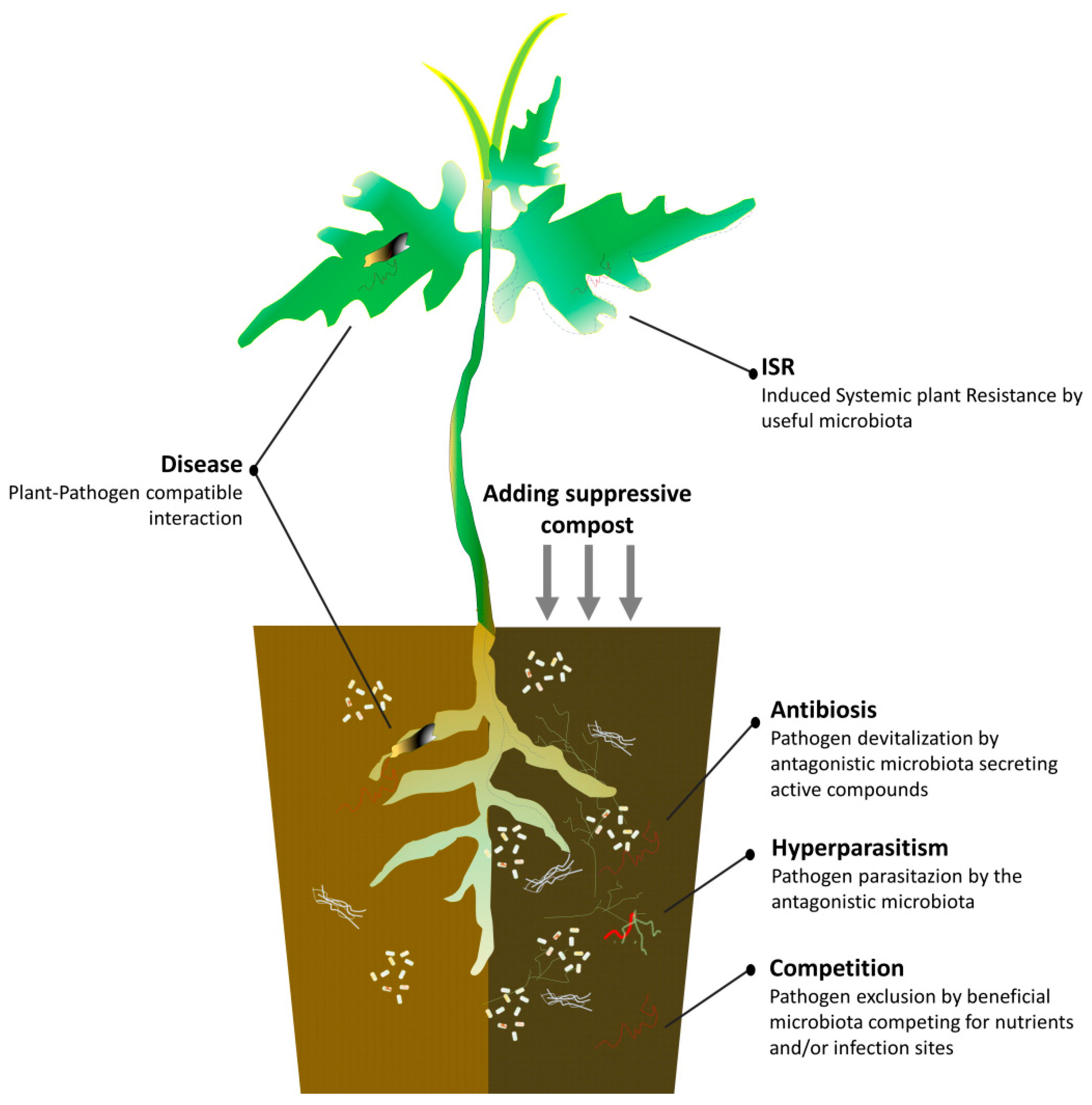 Agronomy 11 01236 g001
