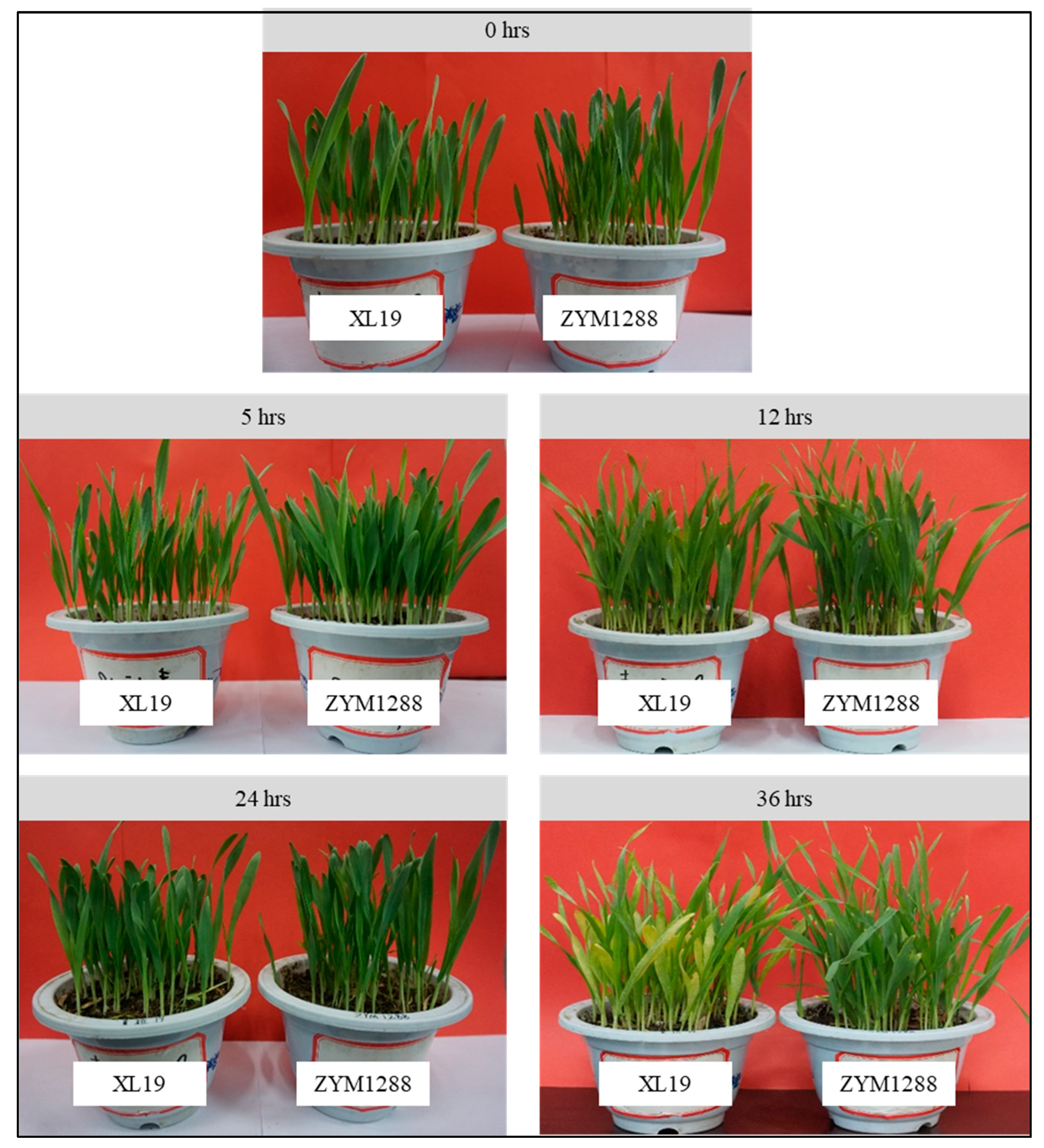 Agronomy 11 01248 g001