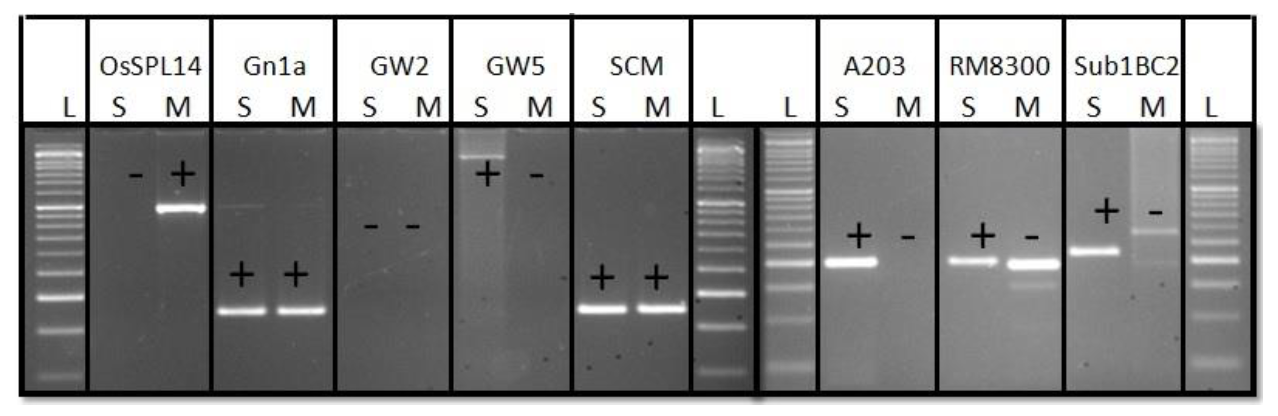 Agronomy 11 01263 g002