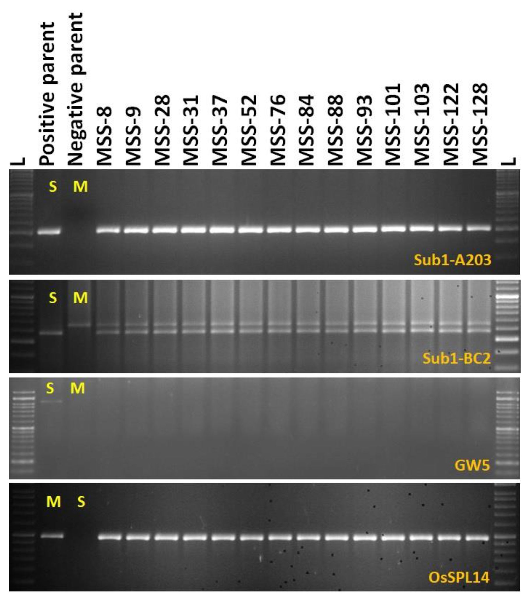 Agronomy 11 01263 g003