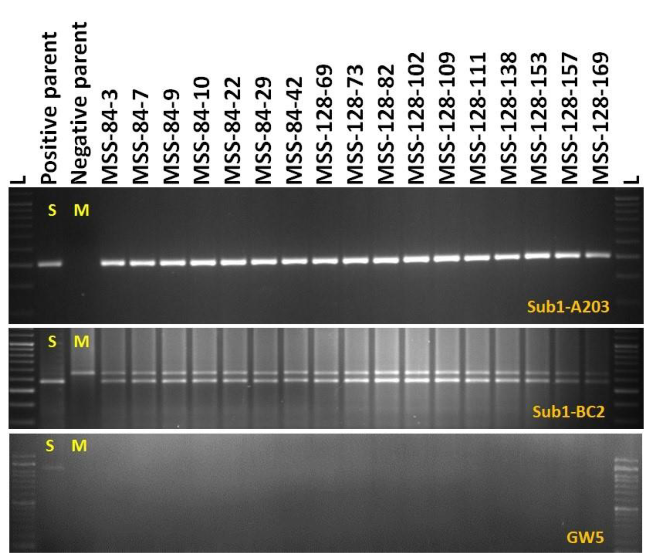Agronomy 11 01263 g004
