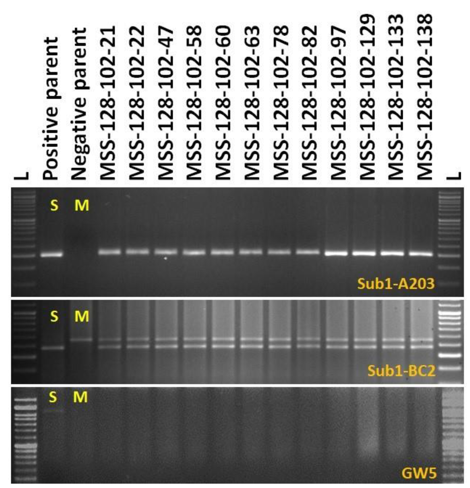 Agronomy 11 01263 g005