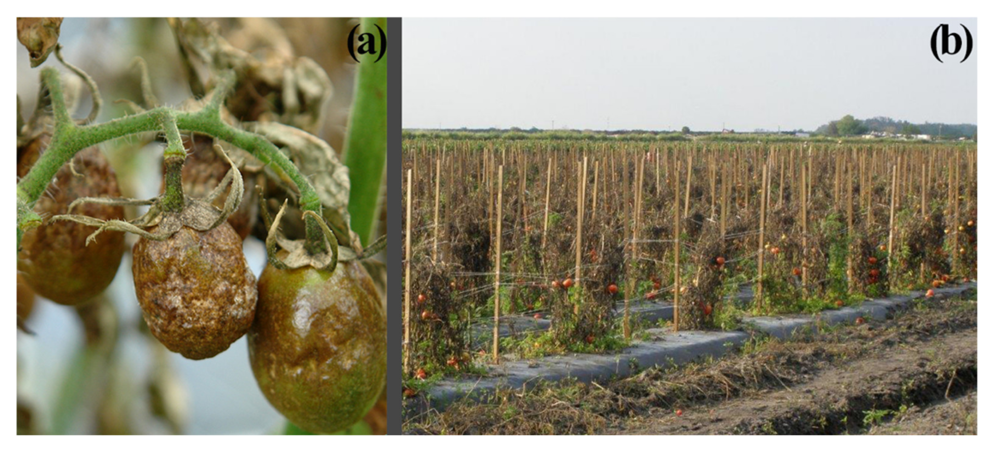 Agronomy 11 01266 g001