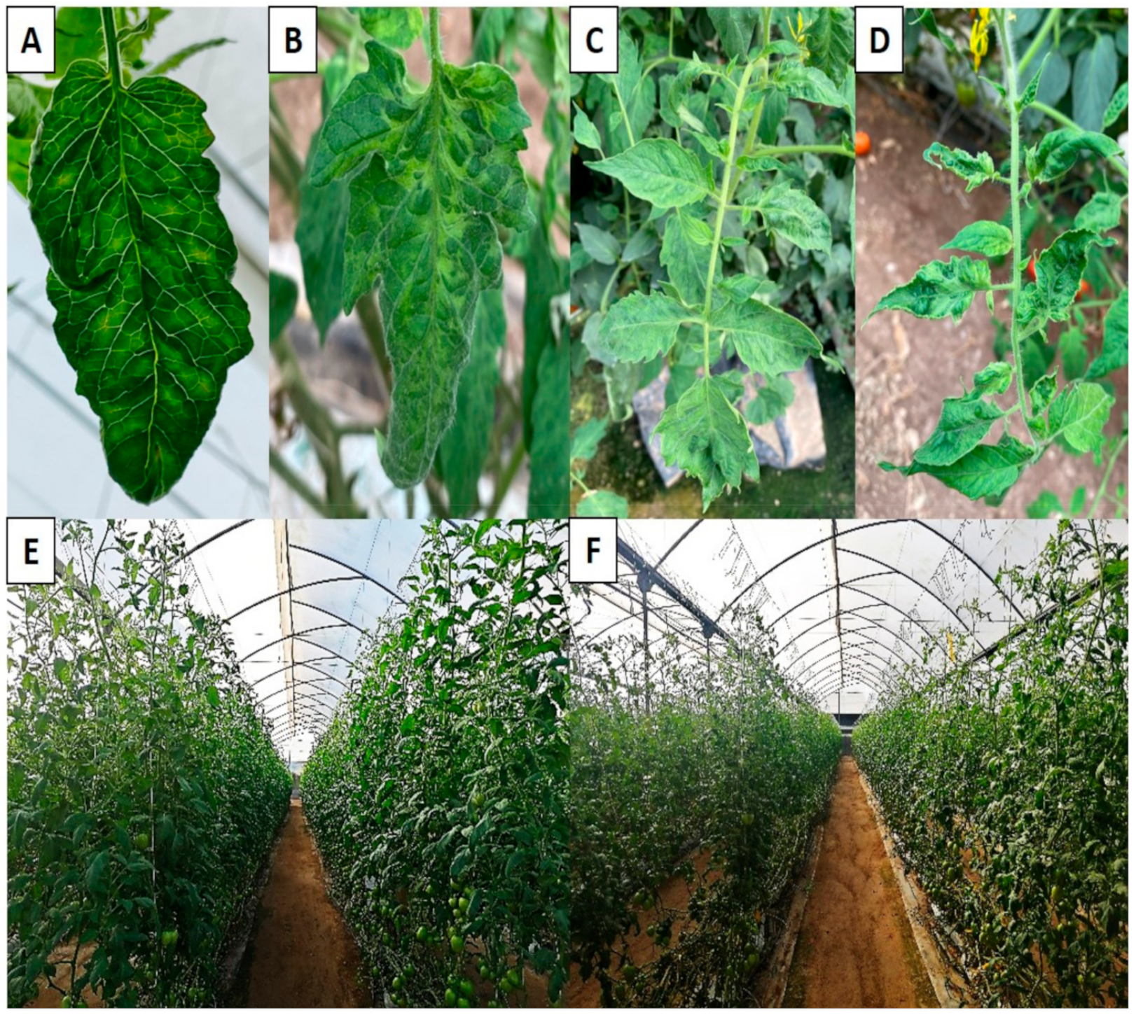 Agronomy 11 01268 g001