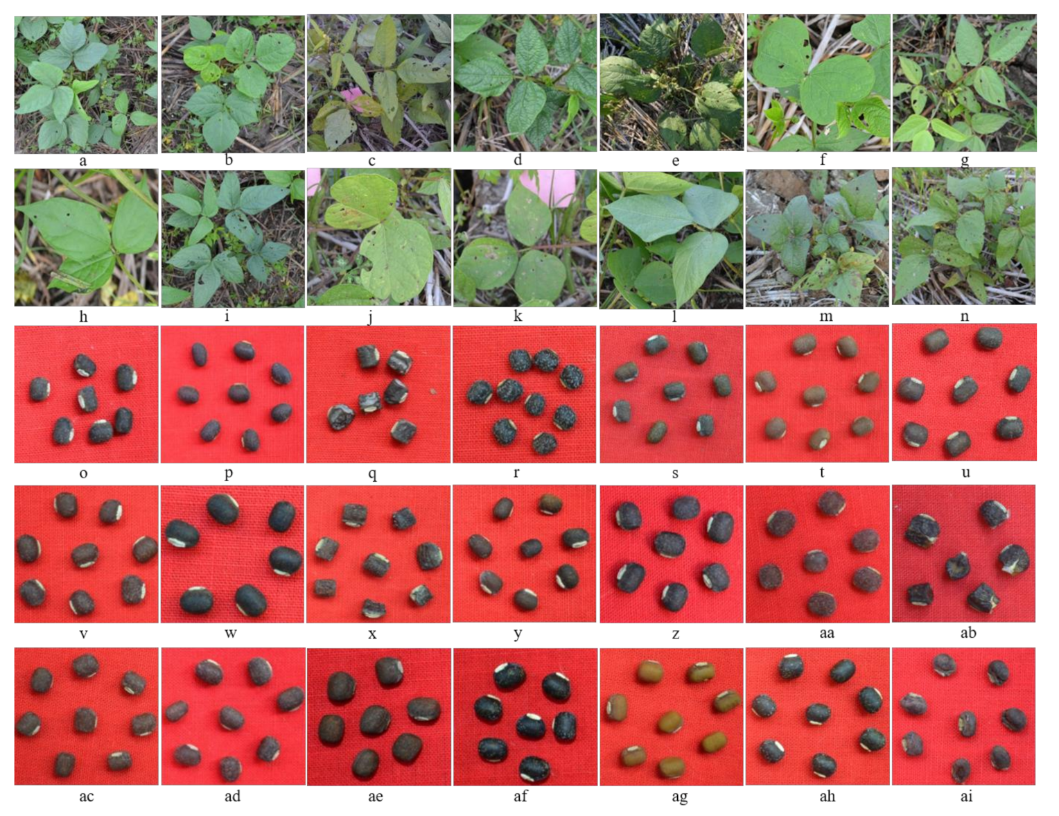 Agronomy 11 01287 g002