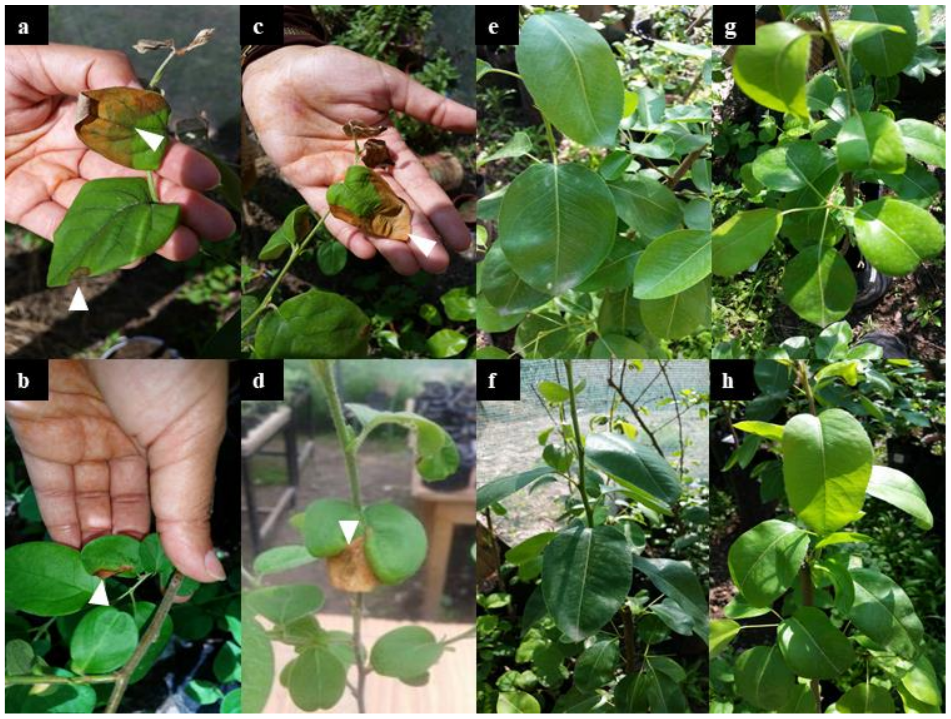 Agronomy 11 01344 g001