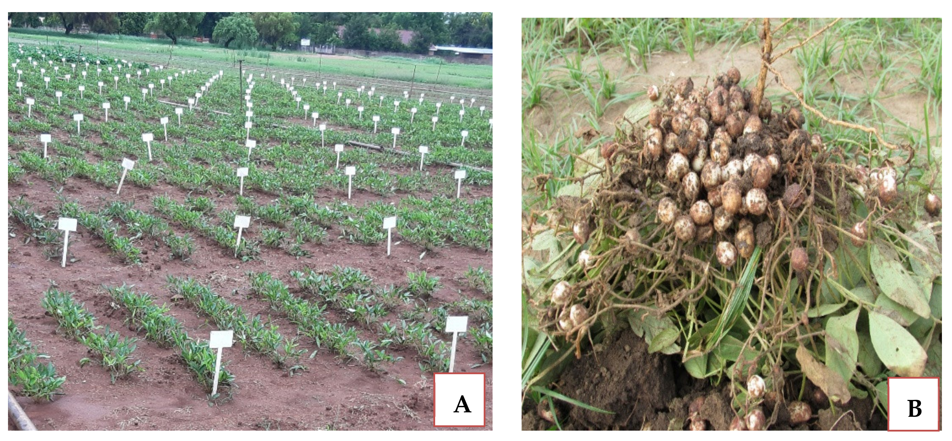 Agronomy 11 01345 g002