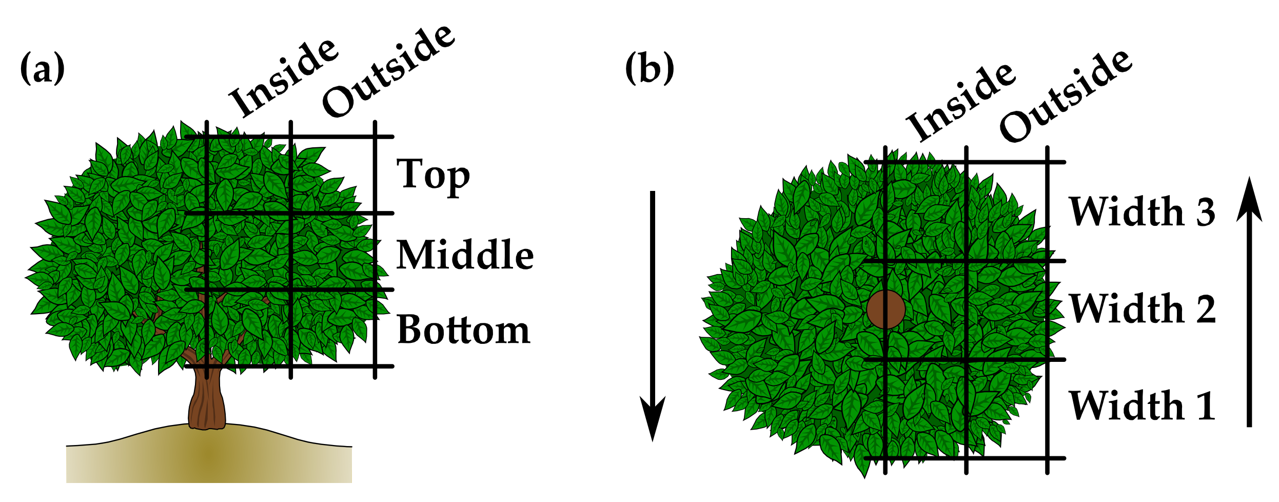 Agronomy 11 01350 g002
