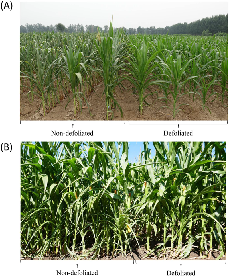 Agronomy 11 01376 g002 Agronomy 11 01376 g002