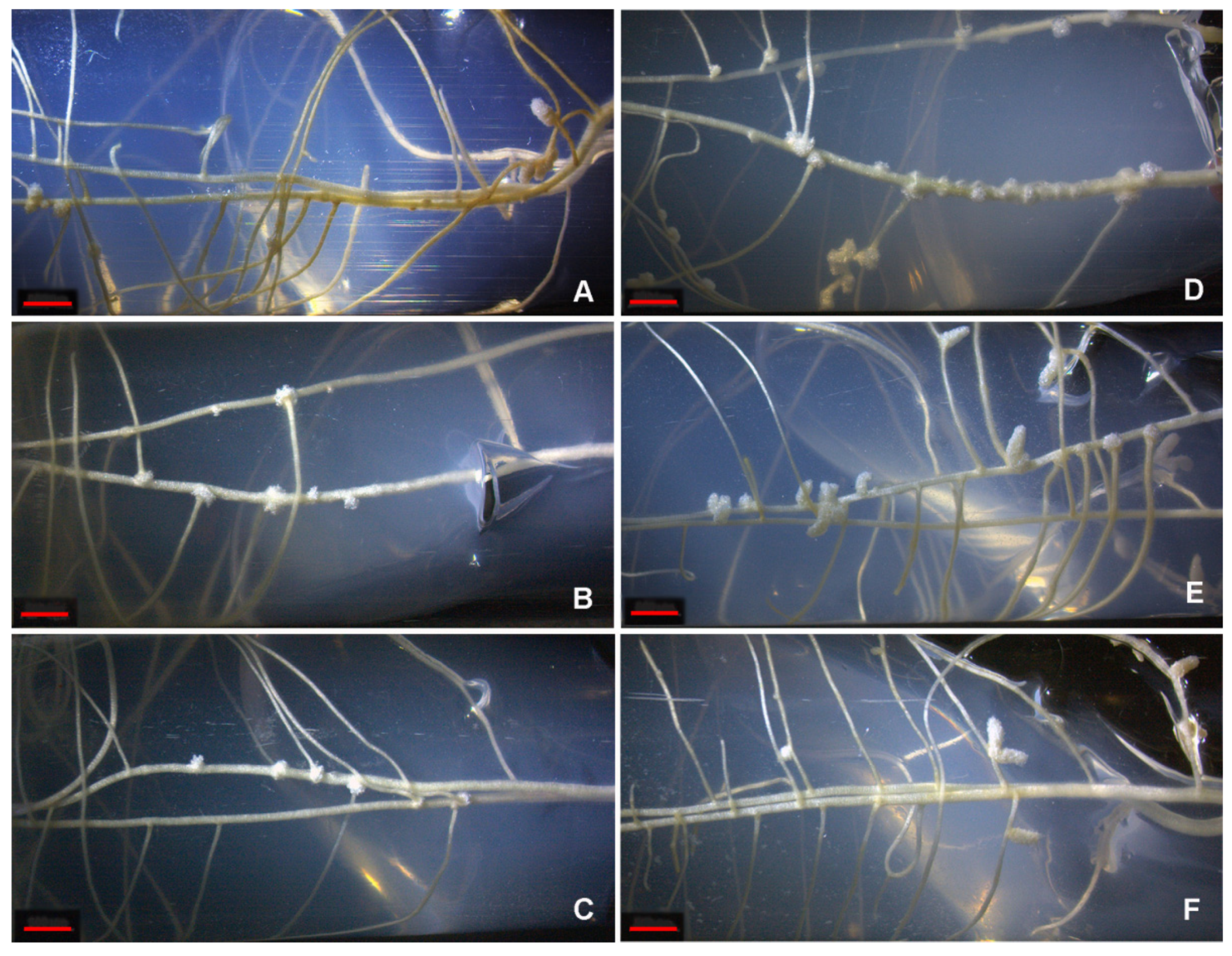 Agronomy 11 01398 g003