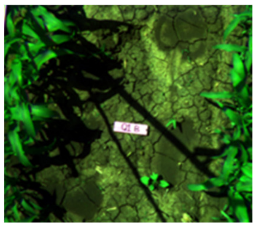 Agronomy 11 01435 i007 Agronomy 11 01435 i007