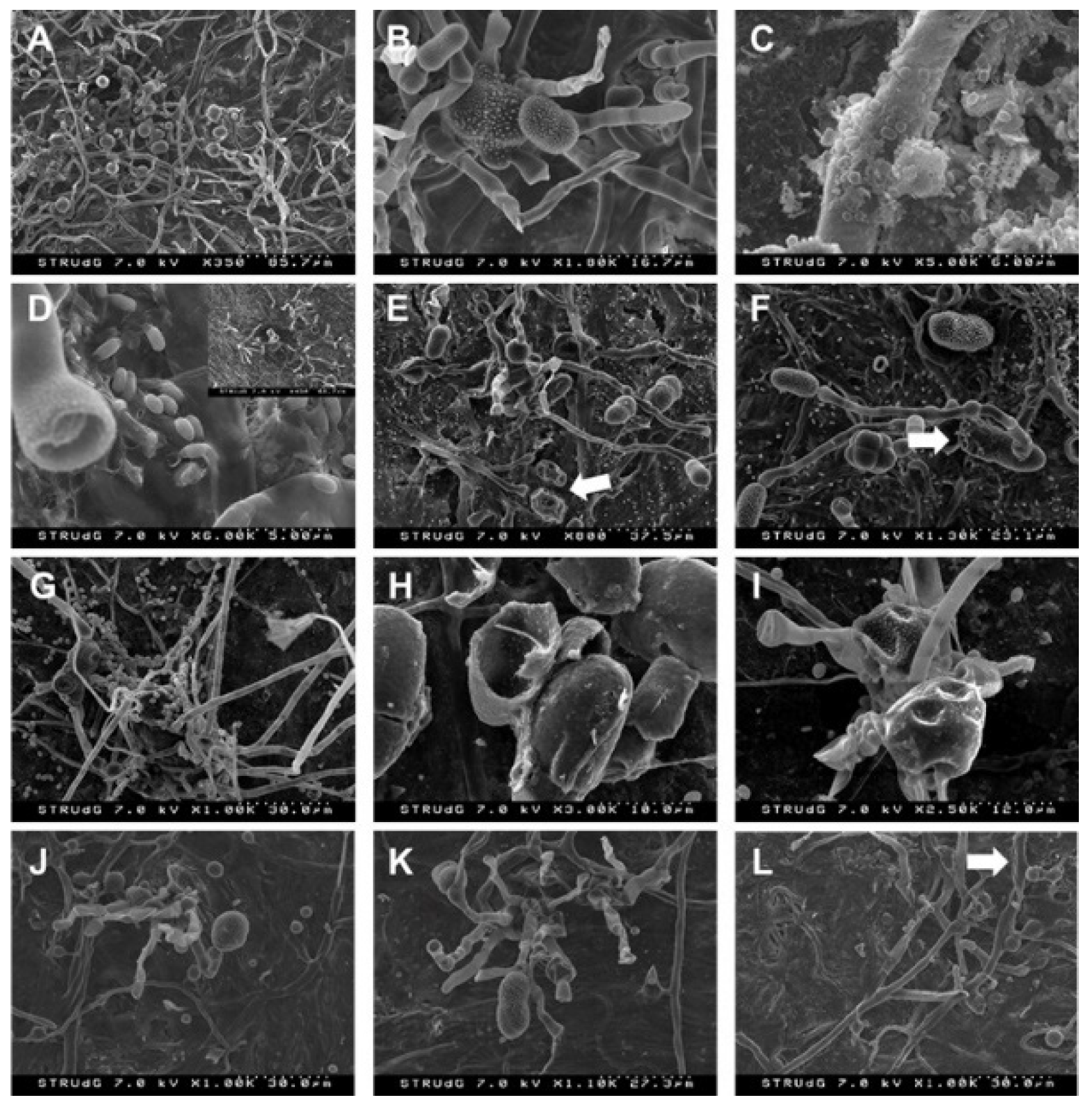 Agronomy 11 01455 g003 Agronomy 11 01455 g003