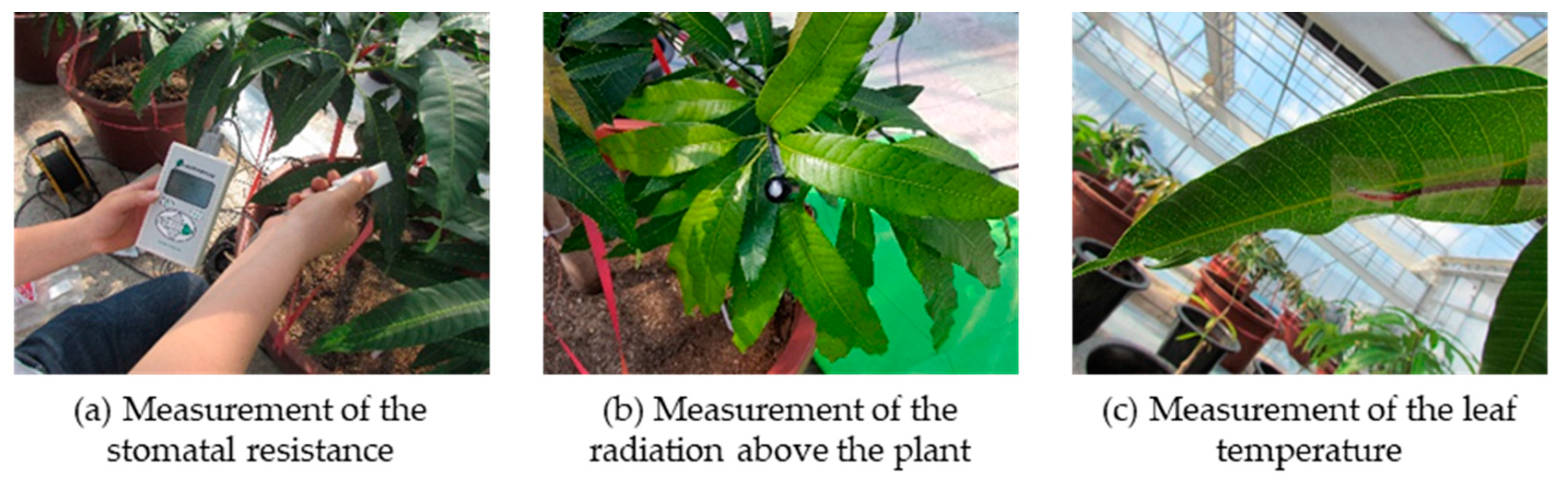 Agronomy 11 01461 g006