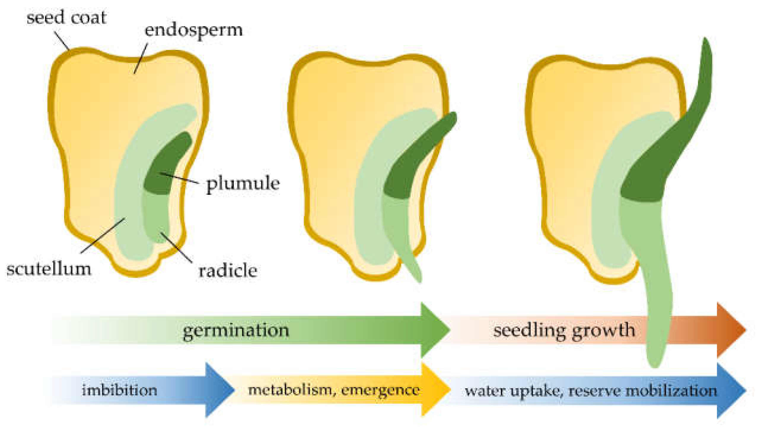 Agronomy 11 01467 g004