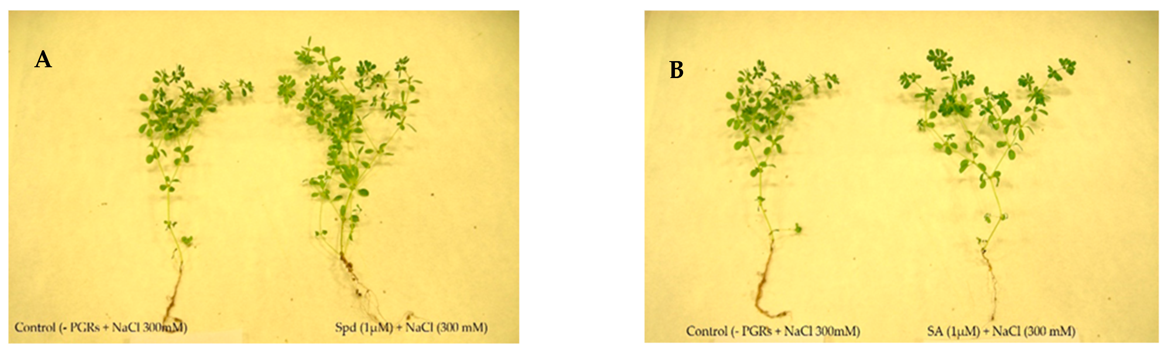 Agronomy 11 01515 g001