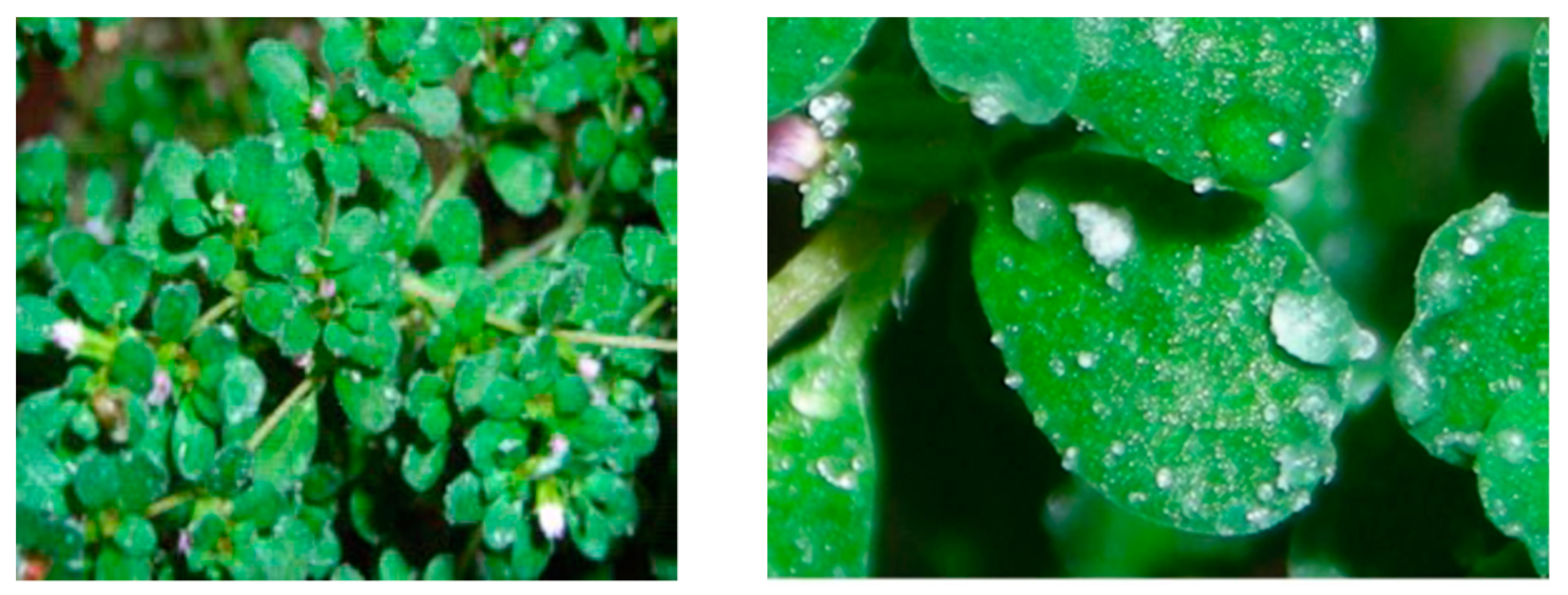 Agronomy 11 01515 g003