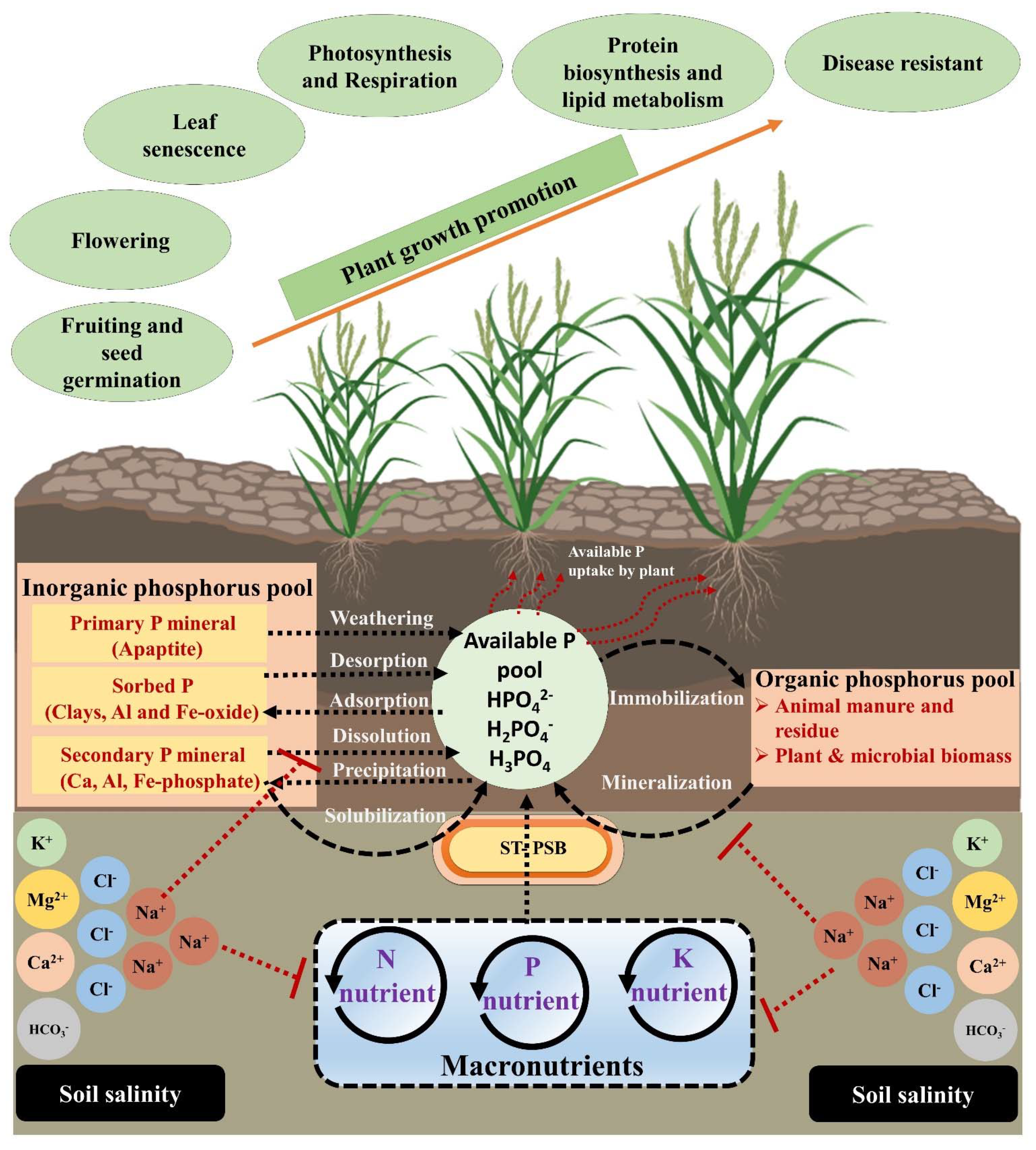 Agronomy 11 01552 g001